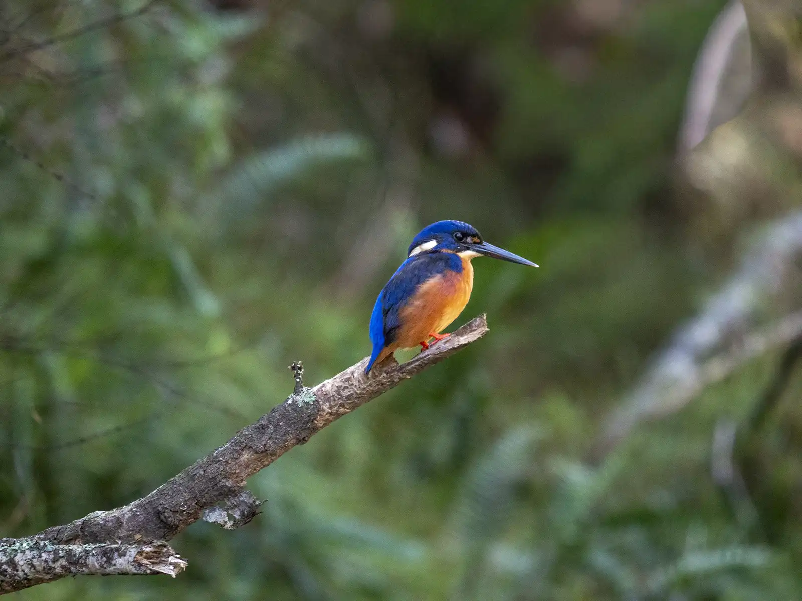 Azure Kingfisher perched on branch, looking for fish.